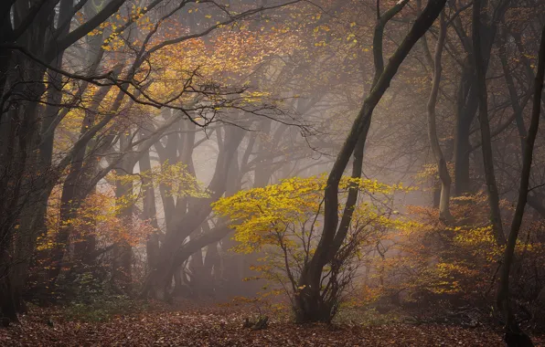 Picture autumn, forest, trees, branches, fog, foliage, autumn nature