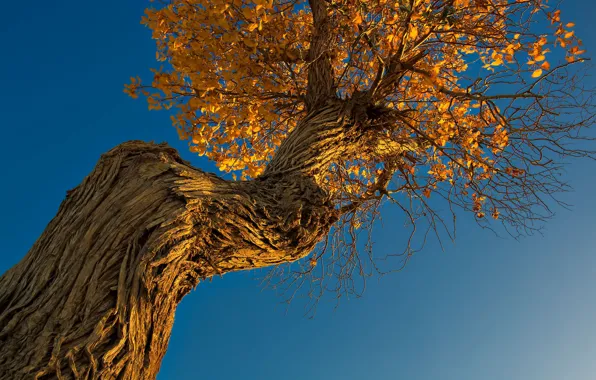 Picture autumn, the sky, trees, trunk