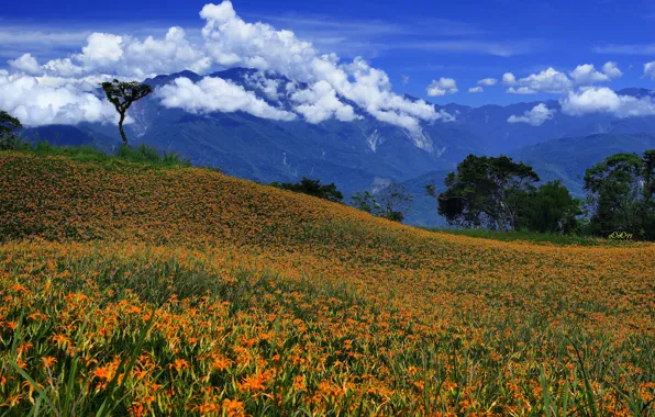 The sky, clouds, trees, flowers, mountains, meadow