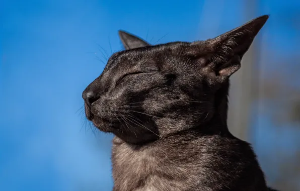 Picture portrait, muzzle, profile, Oriental cat