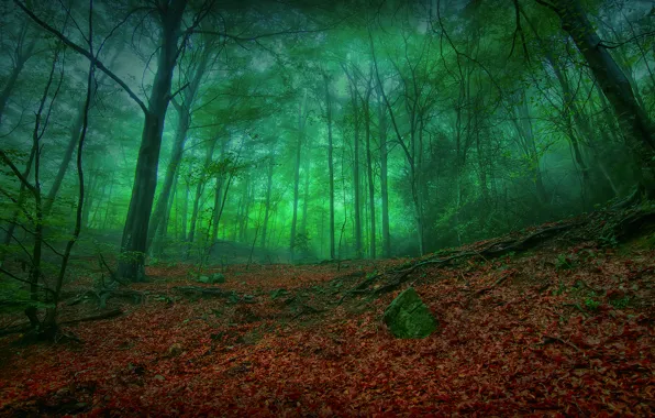 Picture forest, nature, the darkness, foliage