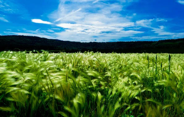 Picture field, the sky, the sun, clouds, landscape, nature, day