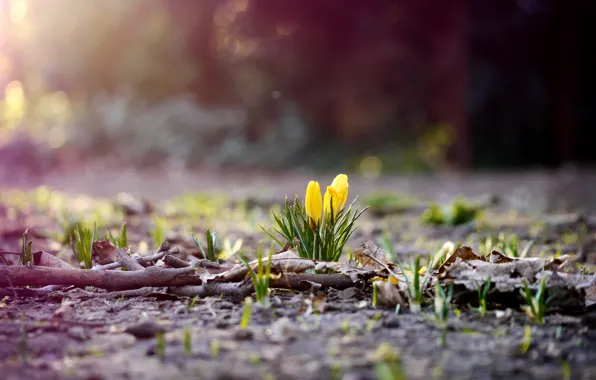 Picture flower, grass, leaves, flowers, branches, nature, earth, foliage