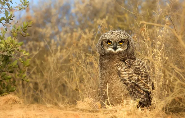 Grass, look, leaves, nature, sprig, owl, bird, yellow eyes