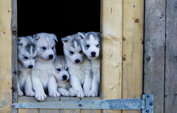 Dogs, puppies, husky