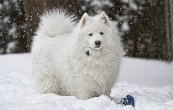 Picture winter, snow, dog, white
