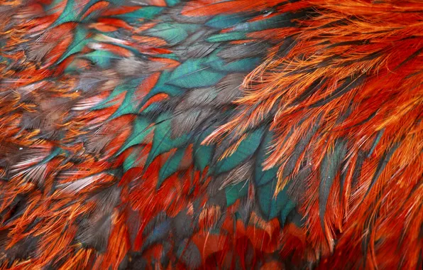 Picture bird, texture, feathers, color