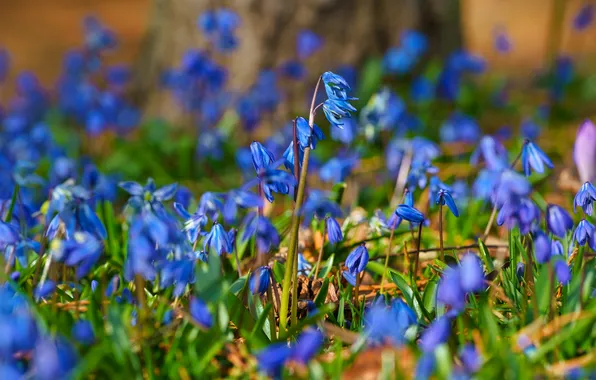 Light, flowers, nature, stems, glade, spring, blue, blur