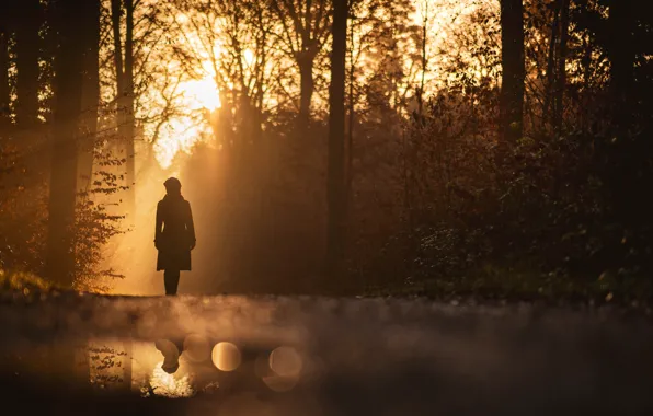 Picture forest, girl, morning, silhouette