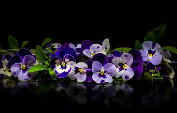 Picture reflection, Pansy, viola