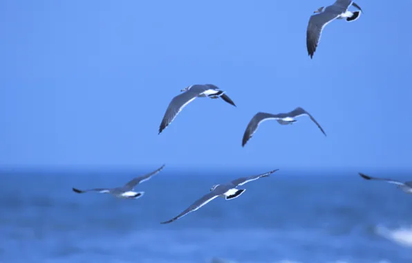Picture sea, water, bird