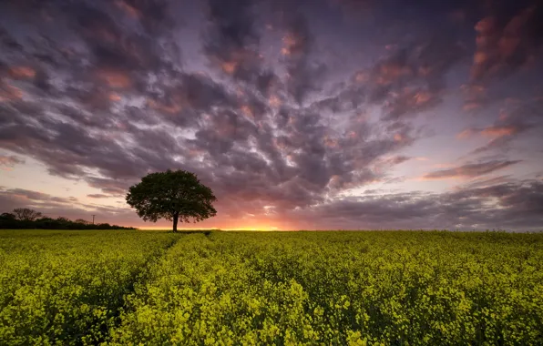 Field, sunset, rape
