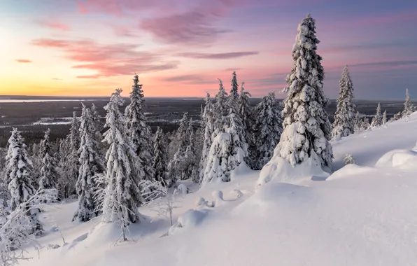 Winter, trees, sunset, nature