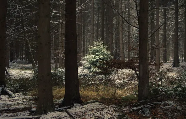 Winter, forest, snow, trees, morning