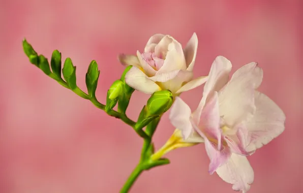 Flowers, branches, petals, freesia, pink background