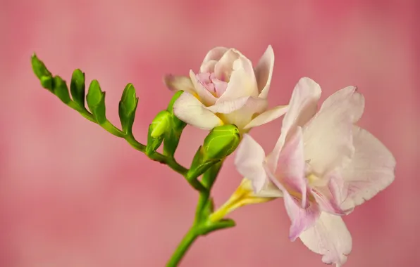 Flower, branch, petals, freesia, pink background