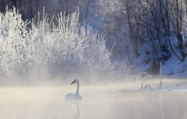 Picture winter, nature, lake, Swan