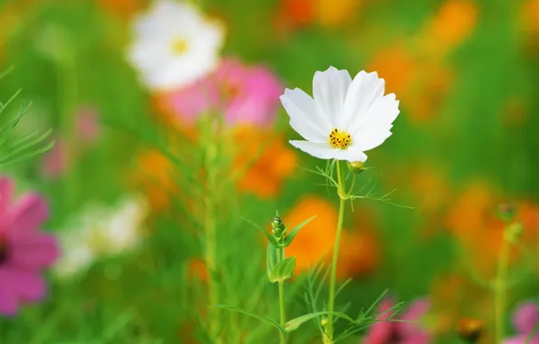 Greens, white, flower, summer, color, petals, flowerbed, brightness