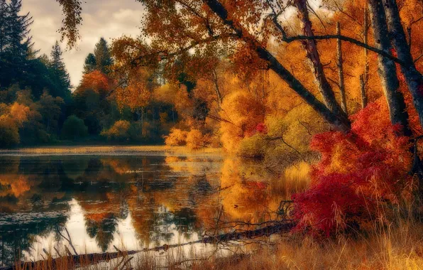Picture autumn, nature, lake