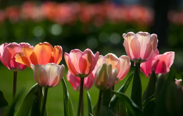 Picture tulips, a number, buds