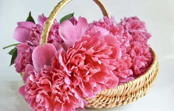 Picture flowers, basket, bouquet, peonies