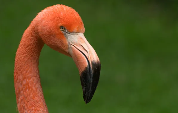 Red, bird, pink, animal, flamingo