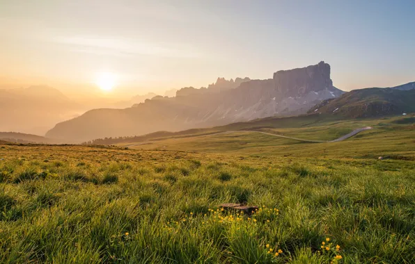 Greens, field, summer, the sky, grass, the sun, light, flowers