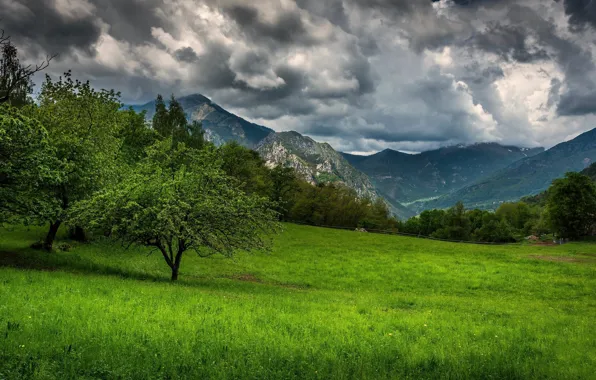 Picture grass, mountains, France, Provence, Provence