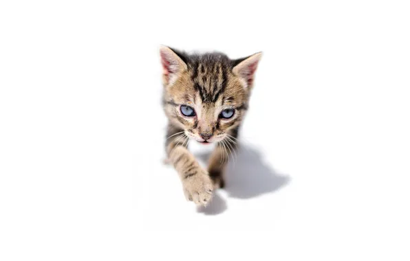 Eyes, look, baby, cat