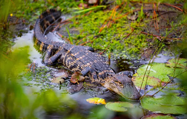 Grass, leaves, pose, lake, pond, shore, crocodile, pond