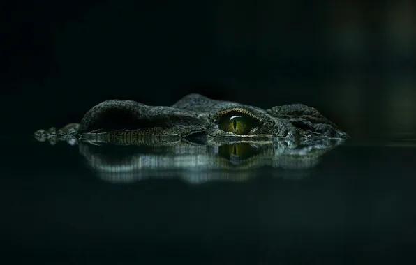Look, face, water, eyes, reflection, the dark background, crocodile, pond