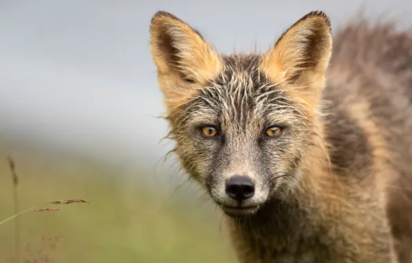 Look, face, background, portrait, Fox, grey, wet wool
