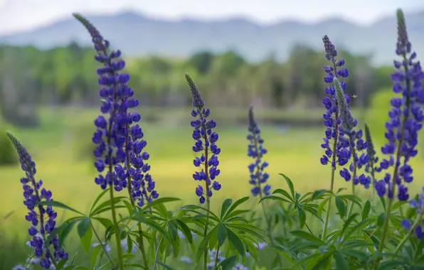 Field, forest, summer, leaves, flowers, mountains, nature, glade
