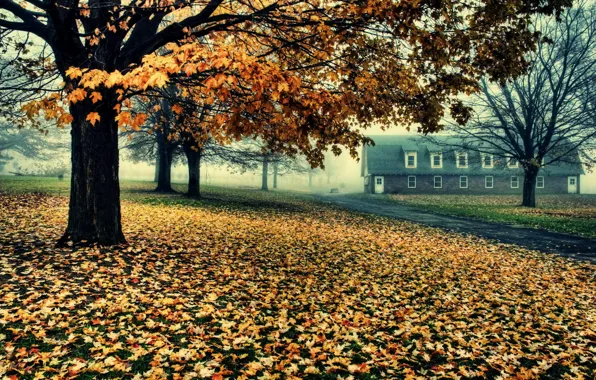 Road, trees, house, foliage, Autumn