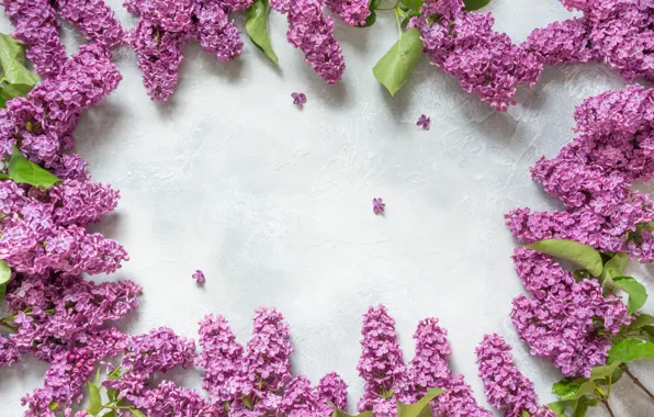 Picture flowers, background, Wallpaper, frame, lilac