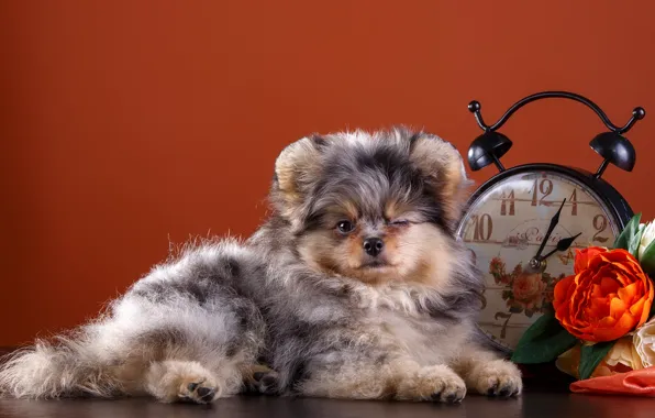 Flowers, sweetheart, watch, puppy, Spitz, blink