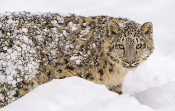 Picture winter, face, snow, predator, spot, fur, IRBIS, snow leopard