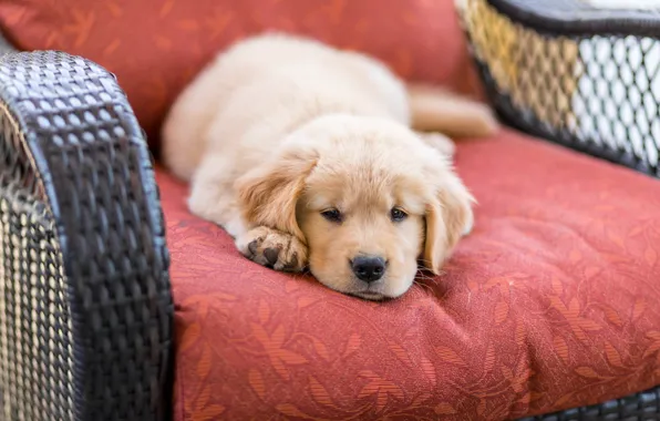 Comfort, house, dog, puppy