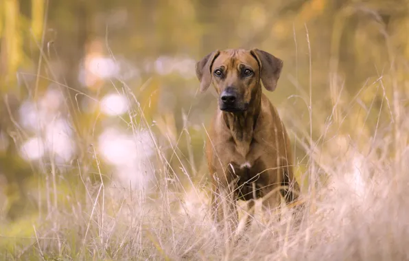 Grass, look, dog