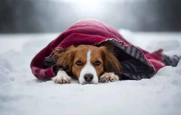 Winter, look, face, snow, dog, lies, plaid, kooikerhondje