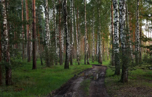 Picture road, forest, Tver oblast