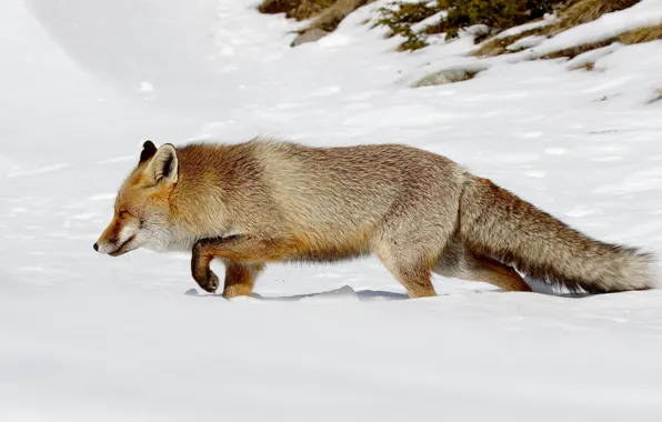 Winter, snow, nature, pose, Fox, the snow, profile, walk