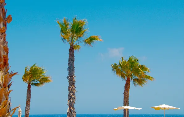 Sea, the sky, palm trees, umbrella, horizon