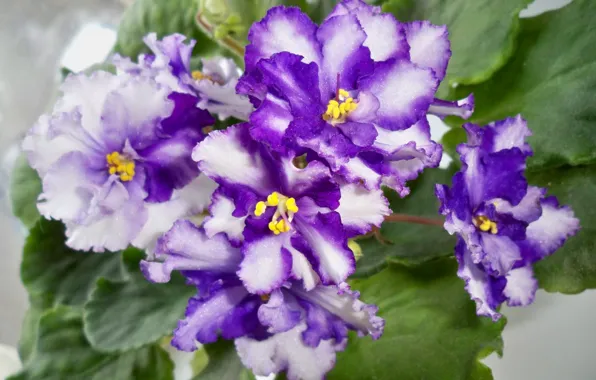 Leaves, flowers, petals, violet