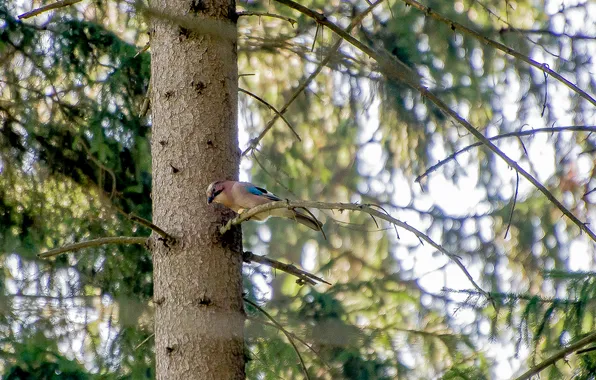 Forest, bird, sitting, pine, Jay, photohunt