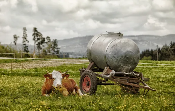 Field, summer, cows, village