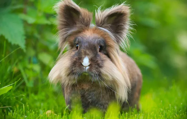 Greens, grass, nature, glade, wool, hairy, fluffy, rabbit