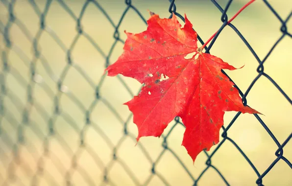 Leaves, the fence, fence, maple