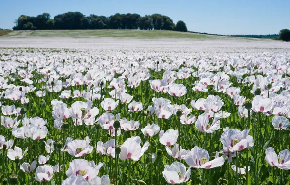 Picture field, flowers, Maki, white