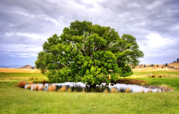 Picture field, the sky, clouds, trees, hills